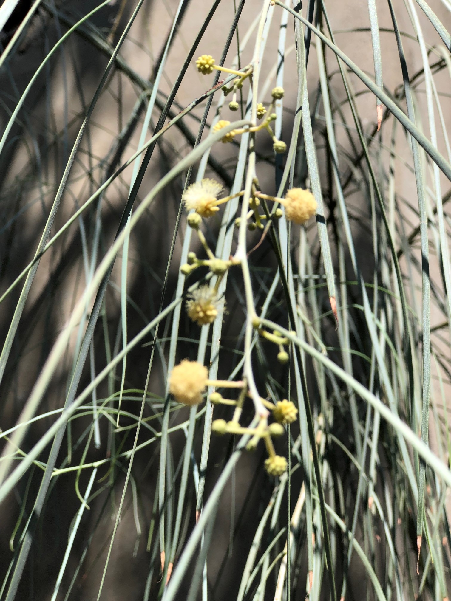 Acacia stenophylla